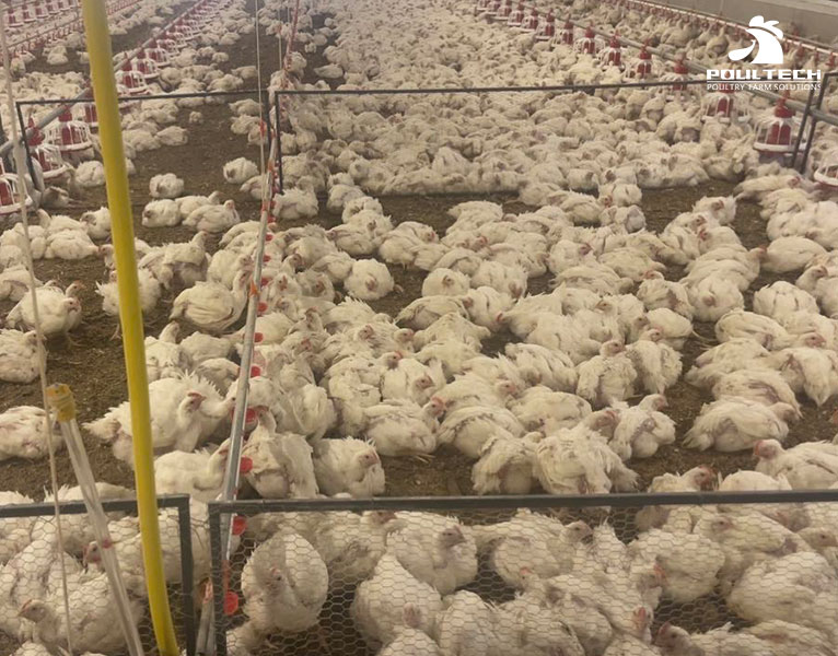 Broiler chicken farming