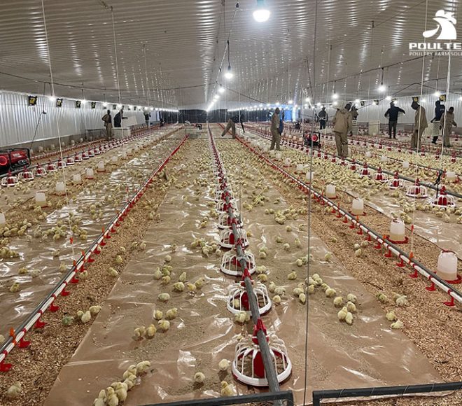 Broiler chicken farming