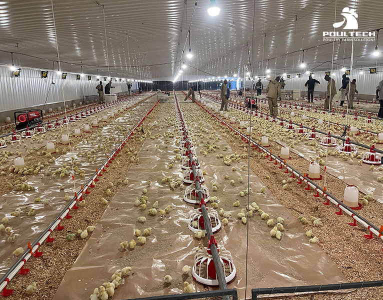 Broiler chicken farming