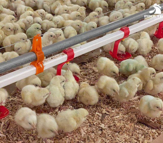 Broiler chicken farming