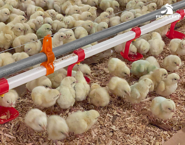Broiler chicken farming