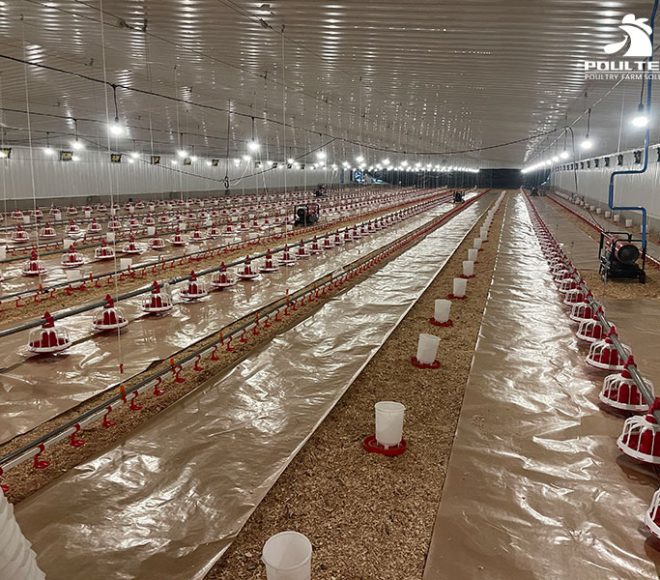 Broiler chicken farming