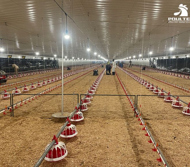 Broiler chicken farming