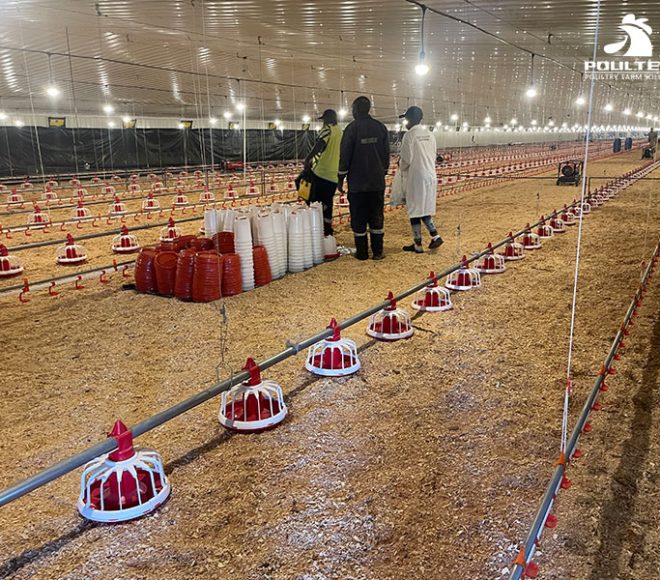 Broiler chicken farming