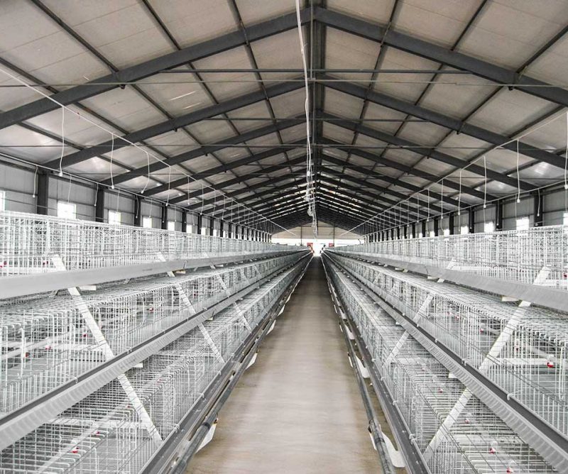 Brooding cage stands system