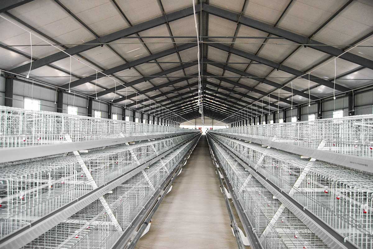 Brooding cage stands system