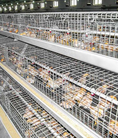 Precautions for Cage Rearing Chicks