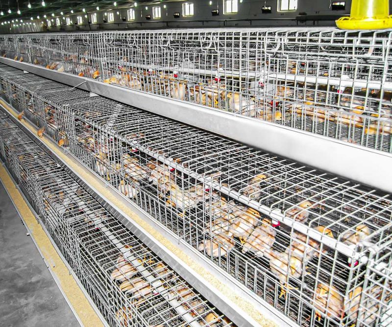 Brooding cage system