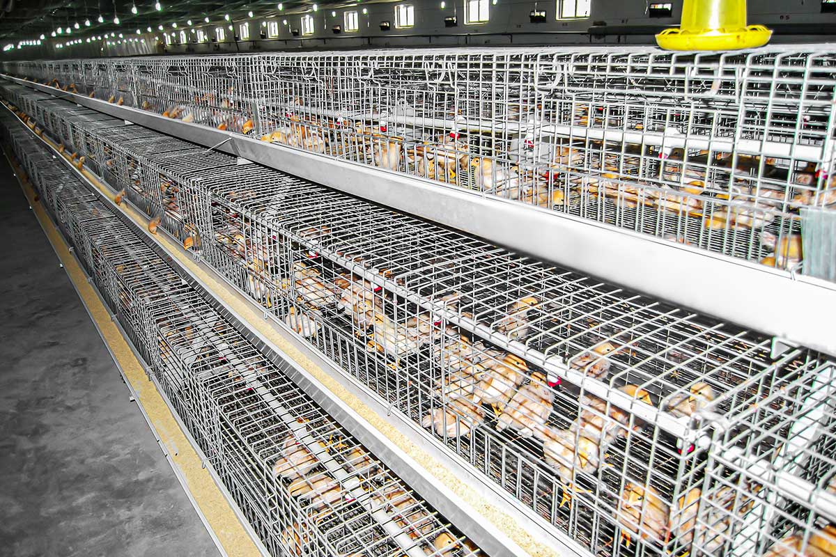Brooding cage system