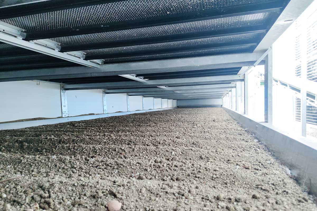 Chicken manure drying system