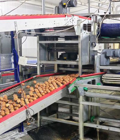 Centralized Egg Collection Line: A Key System for Large-Scale Egg Farms