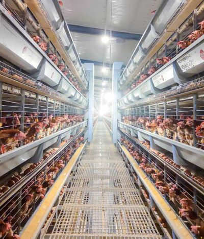 A Complete Analysis of Standard Procedures for Transitioning Feed to Chickens