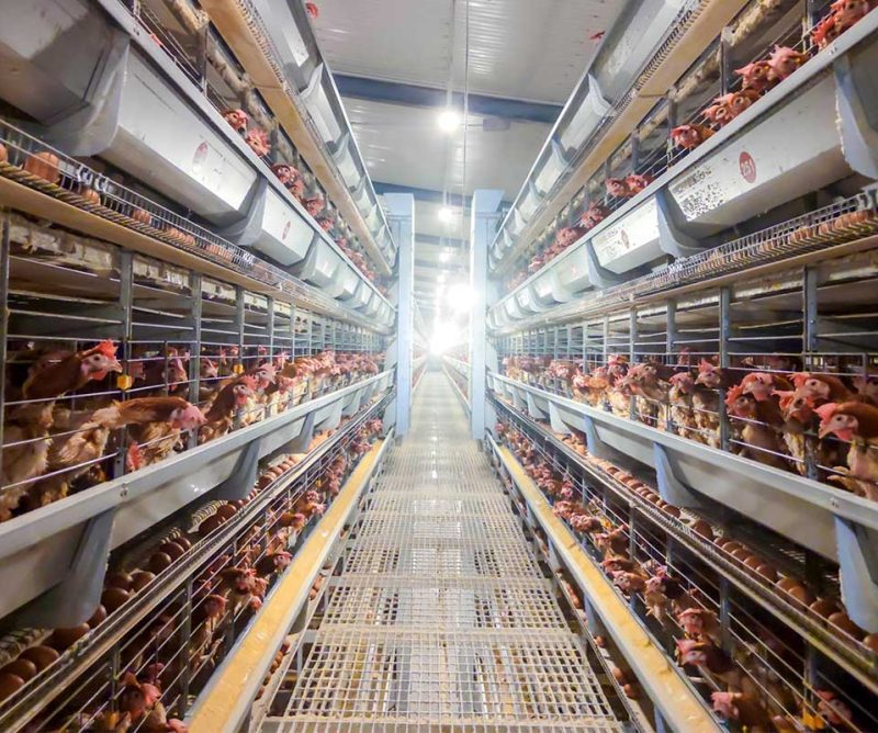 A Complete Analysis of Standard Procedures for Transitioning Feed to Chickens