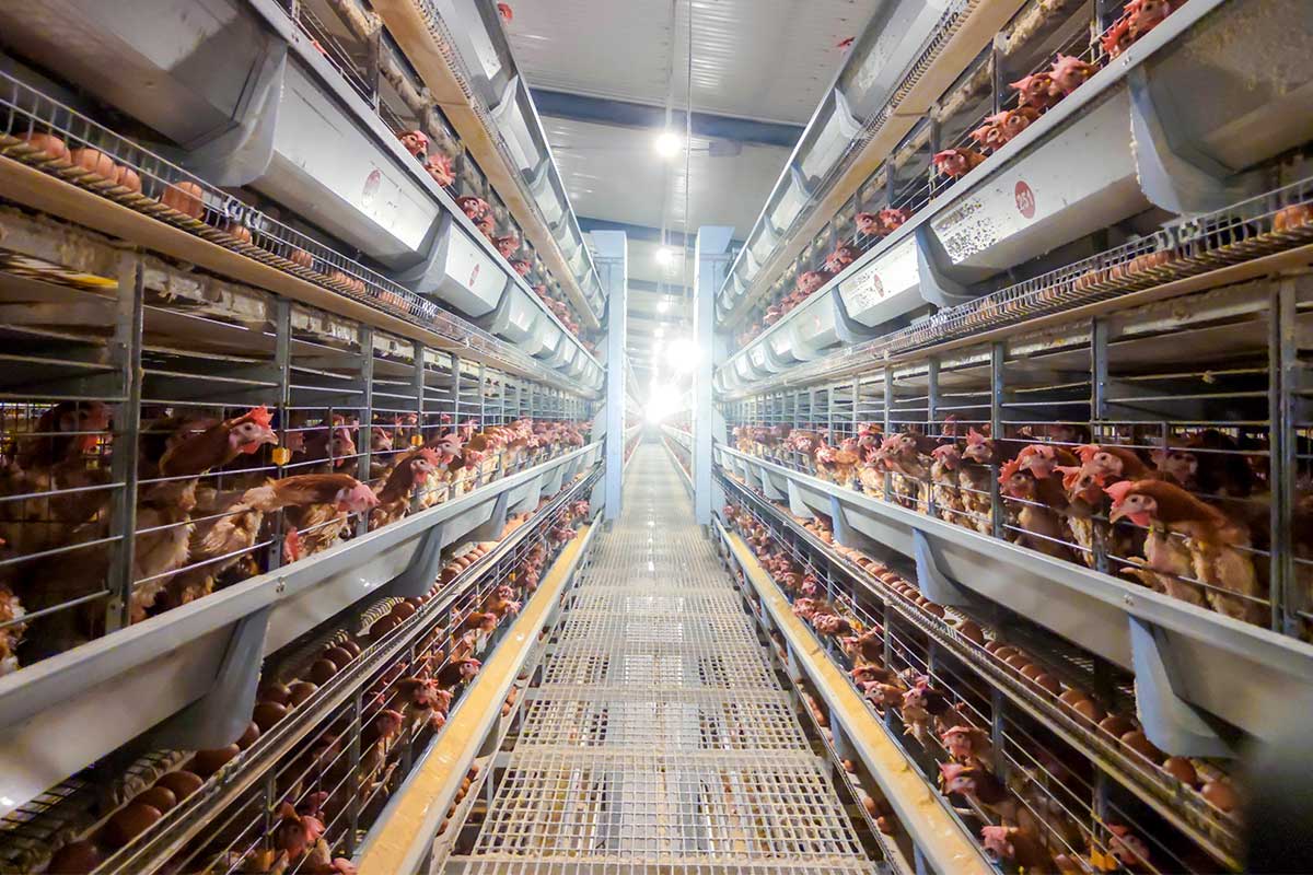 A Complete Analysis of Standard Procedures for Transitioning Feed to Chickens