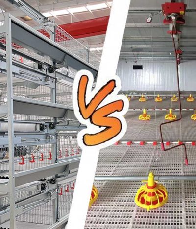 Comprehensive Comparison Between Broiler Cage Rearing Equipment and Floor Rearing Systems