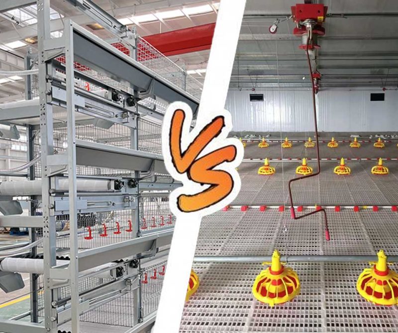 Broiler cage and free-range broiler system