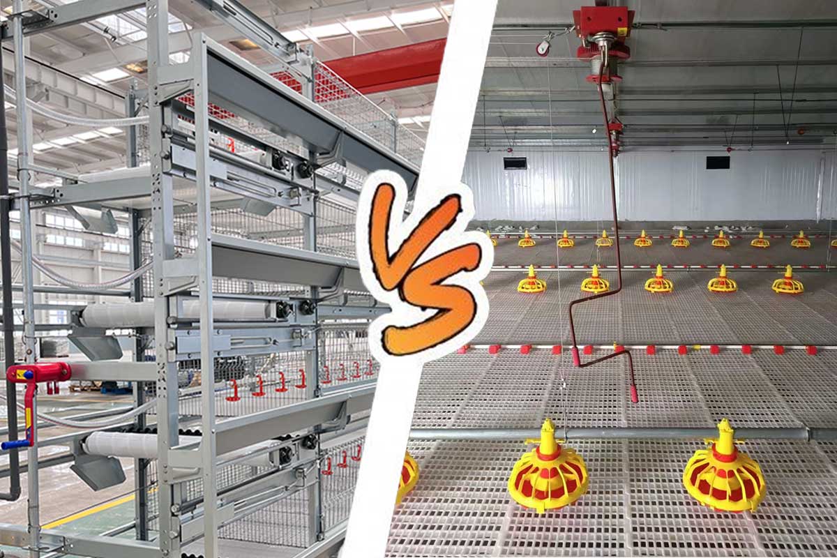 Broiler cage and free-range broiler system