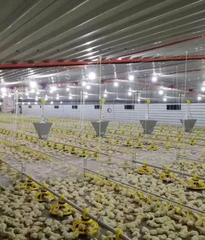 Advantages and Disadvantages of Deep Litter System in Poultry