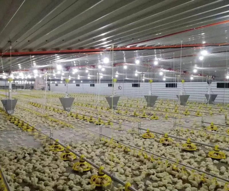 Deep Litter System