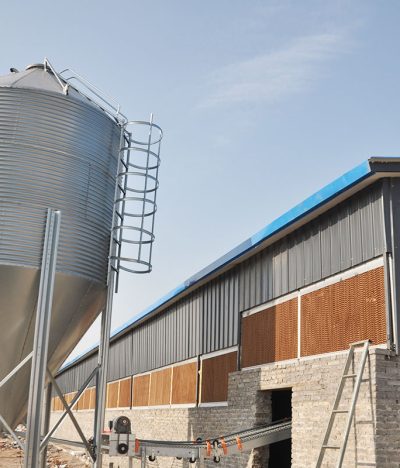 A Comprehensive Analysis of Feeding Systems for Cage-Raising Laying Hens