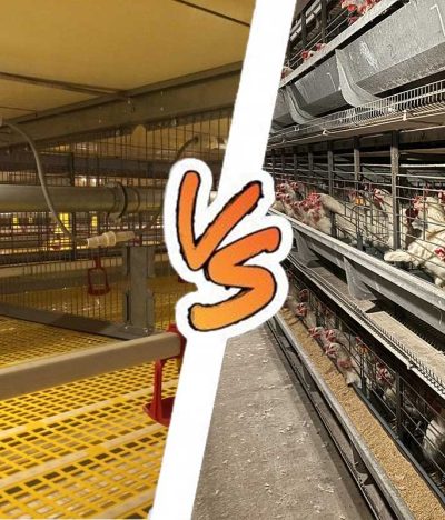A Comprehensive Comparison Between Egg-Laying Hen Cages and Broiler Cages