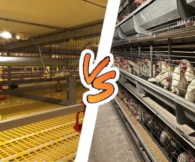 Layer cages and broiler cages