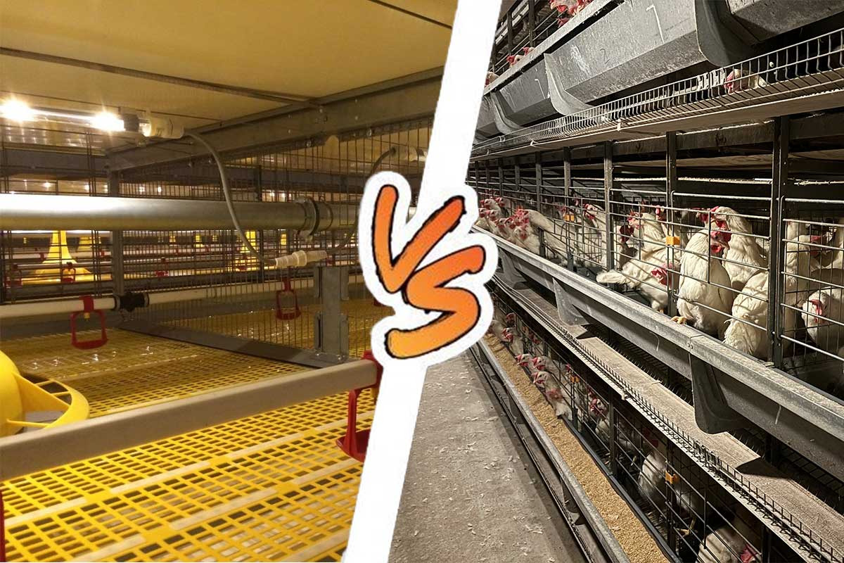 Layer cages and broiler cages