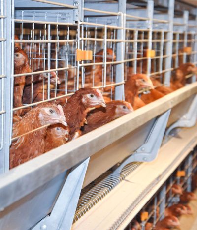 How Do the Design of Cages and Frames Affect Breeding Efficiency?
