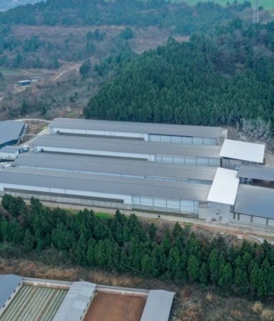 Zambia Ultra-High Temperature Constant-Temperature Layer Chicken Farming Project