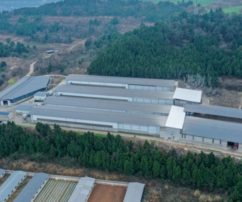ultra-high-rise layer chicken farming equipment