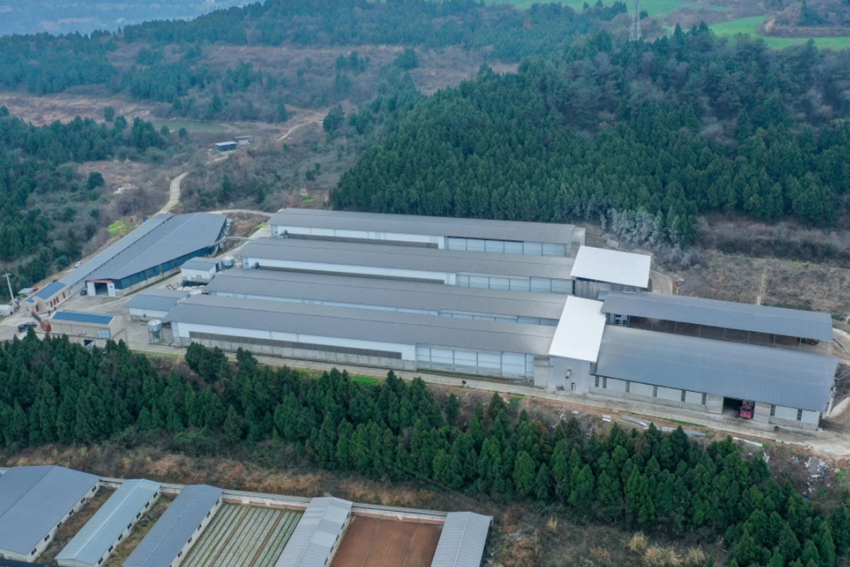 ultra-high-rise layer chicken farming equipment