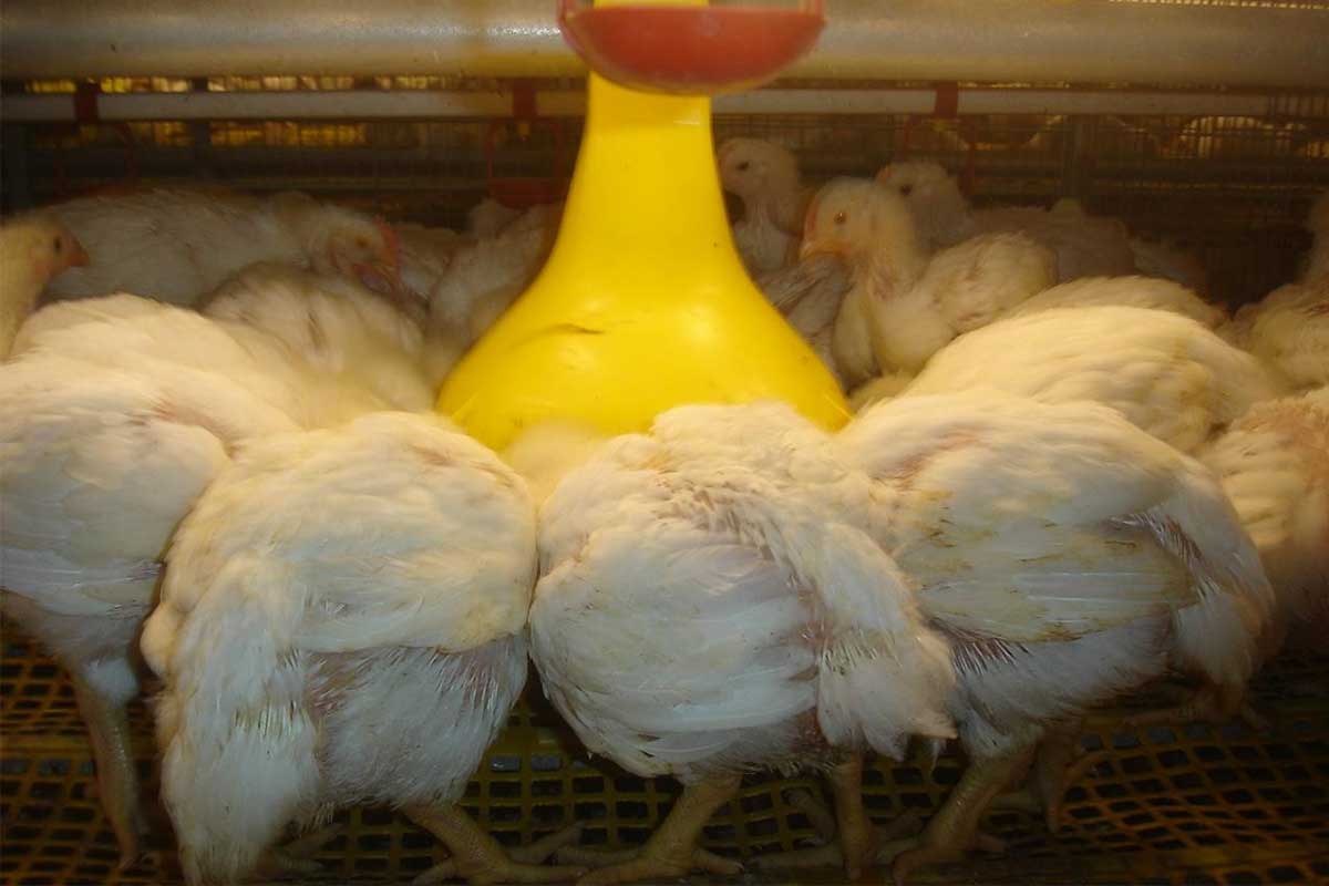 Broiler cage equipment
