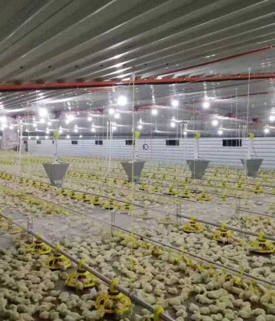 Solving the Odor Problem in High-Density Broiler Farming