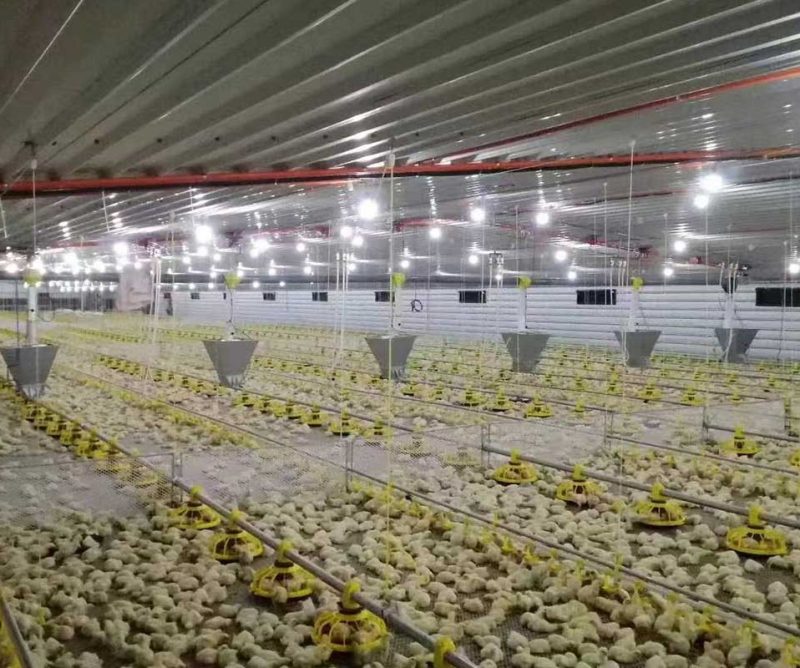 Broiler farming system