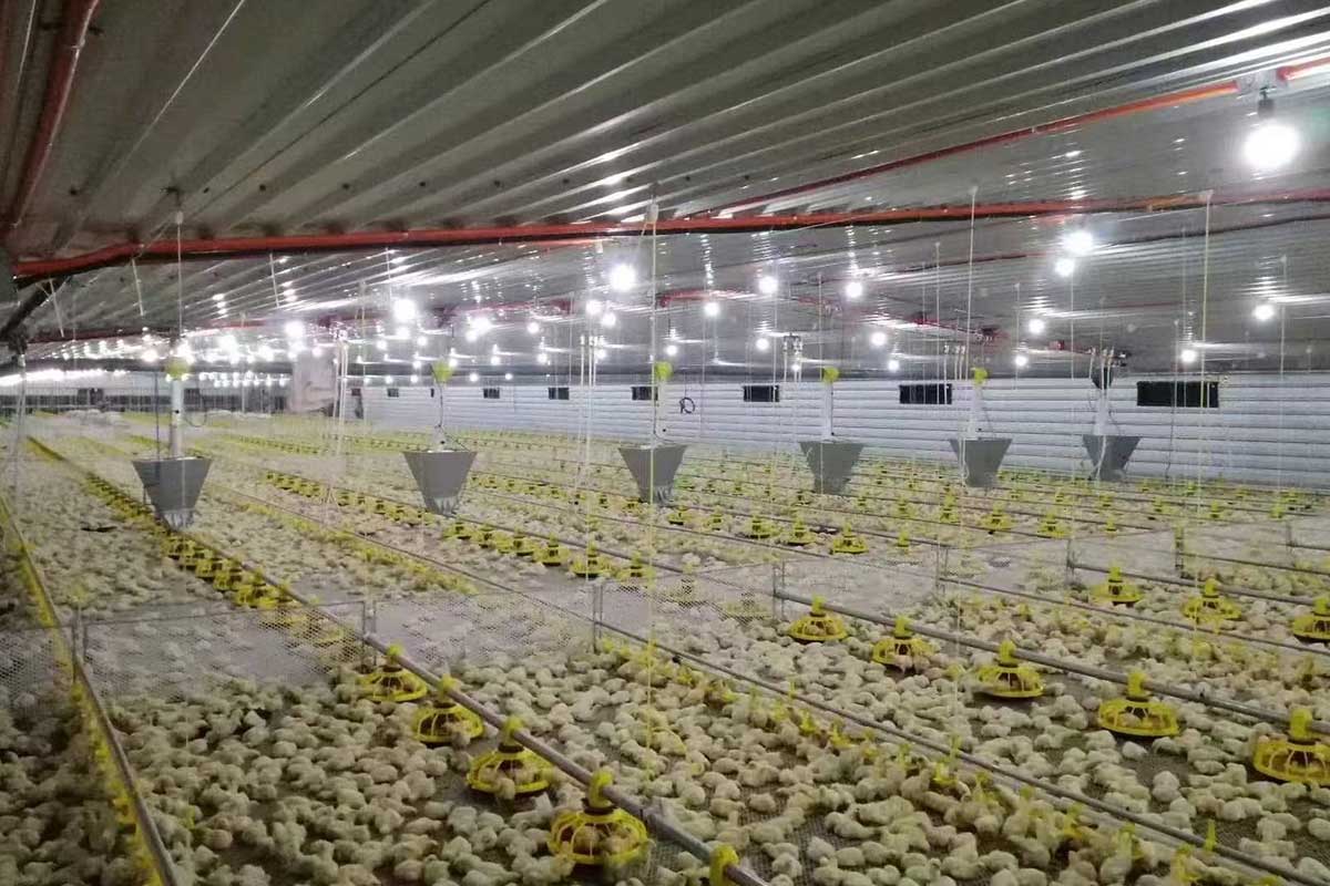 Broiler farming system