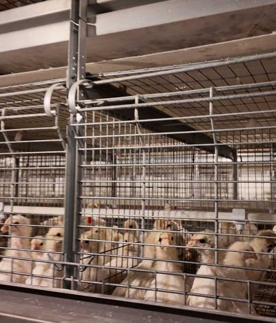 Do These 5 Things to Double the Survival Rate of Chicks