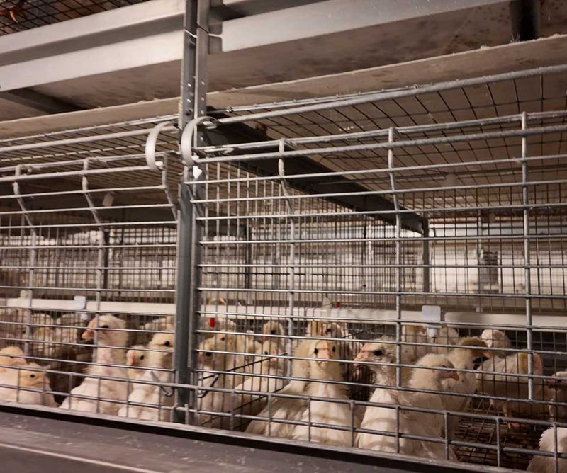 Brooding cages