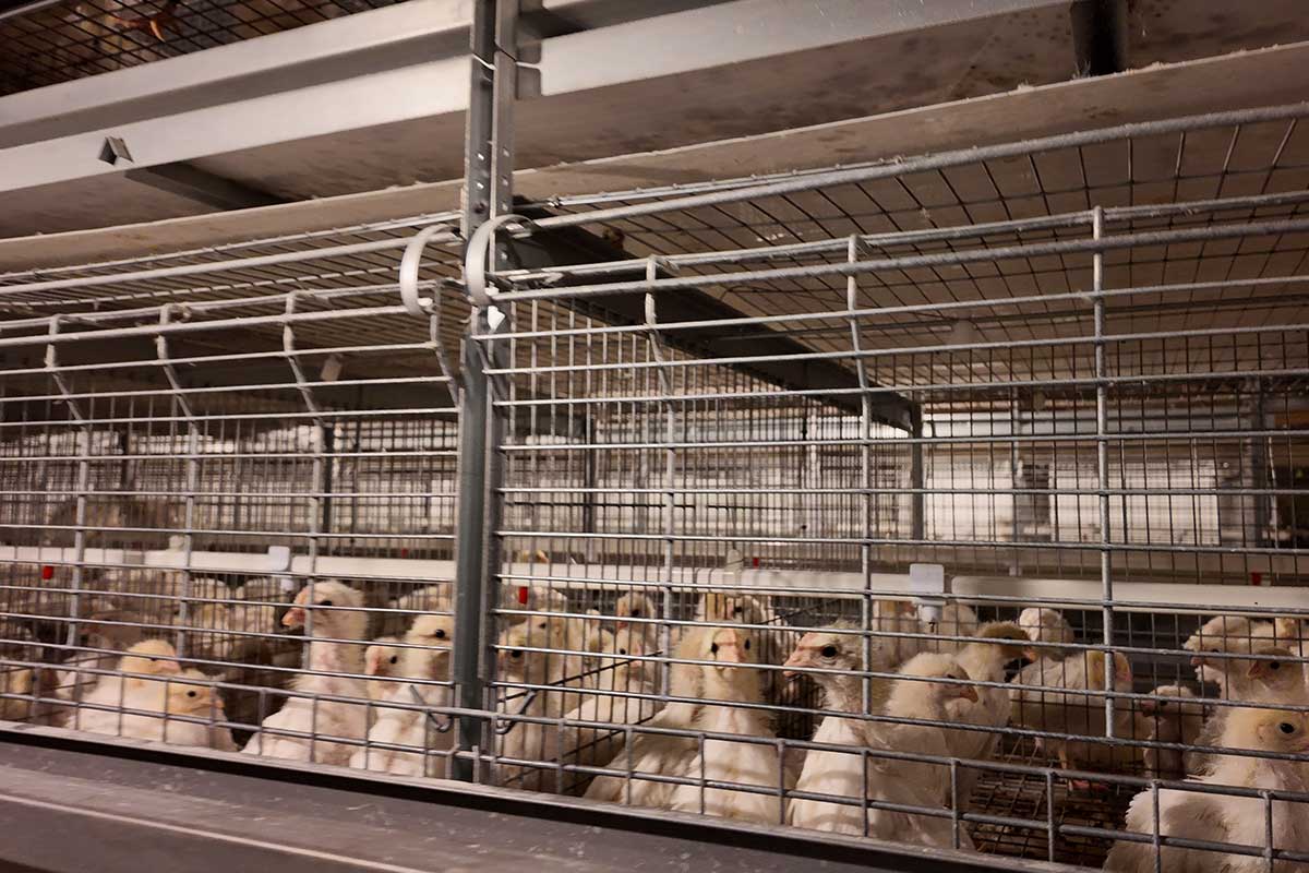 Brooding cages