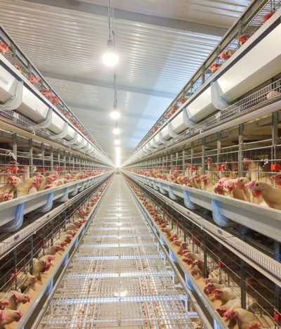 Precision Environmental Control for Single-Building Chicken Houses With a Capacity of 50,000 Birds