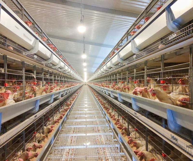Egg-laying hen farming system