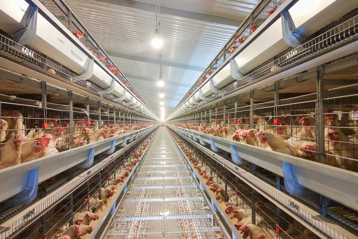 Egg-laying hen farming system