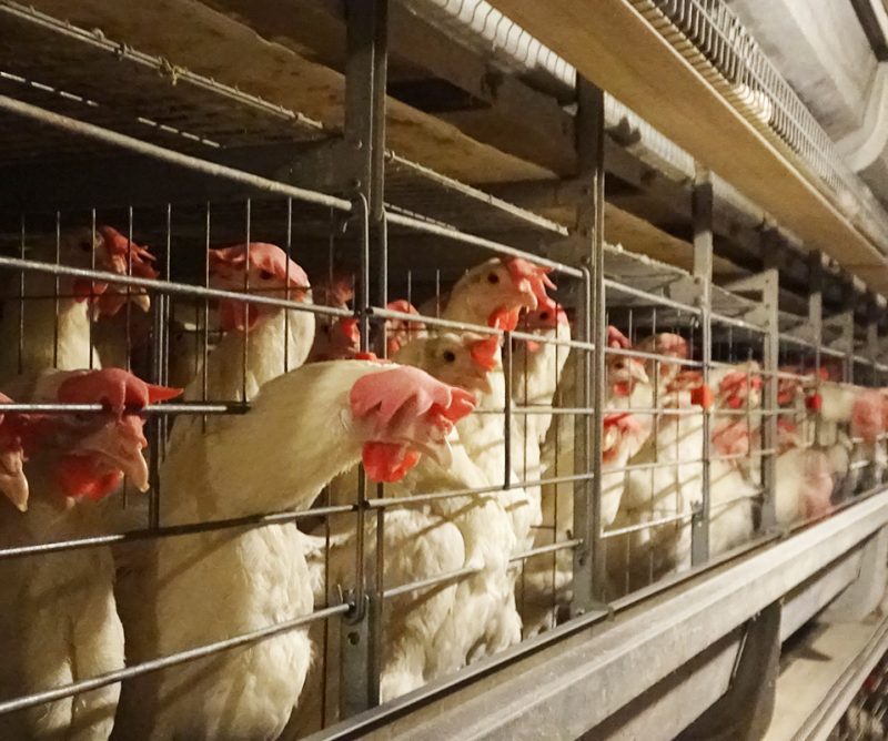 LAYER CHICKEN CAGE