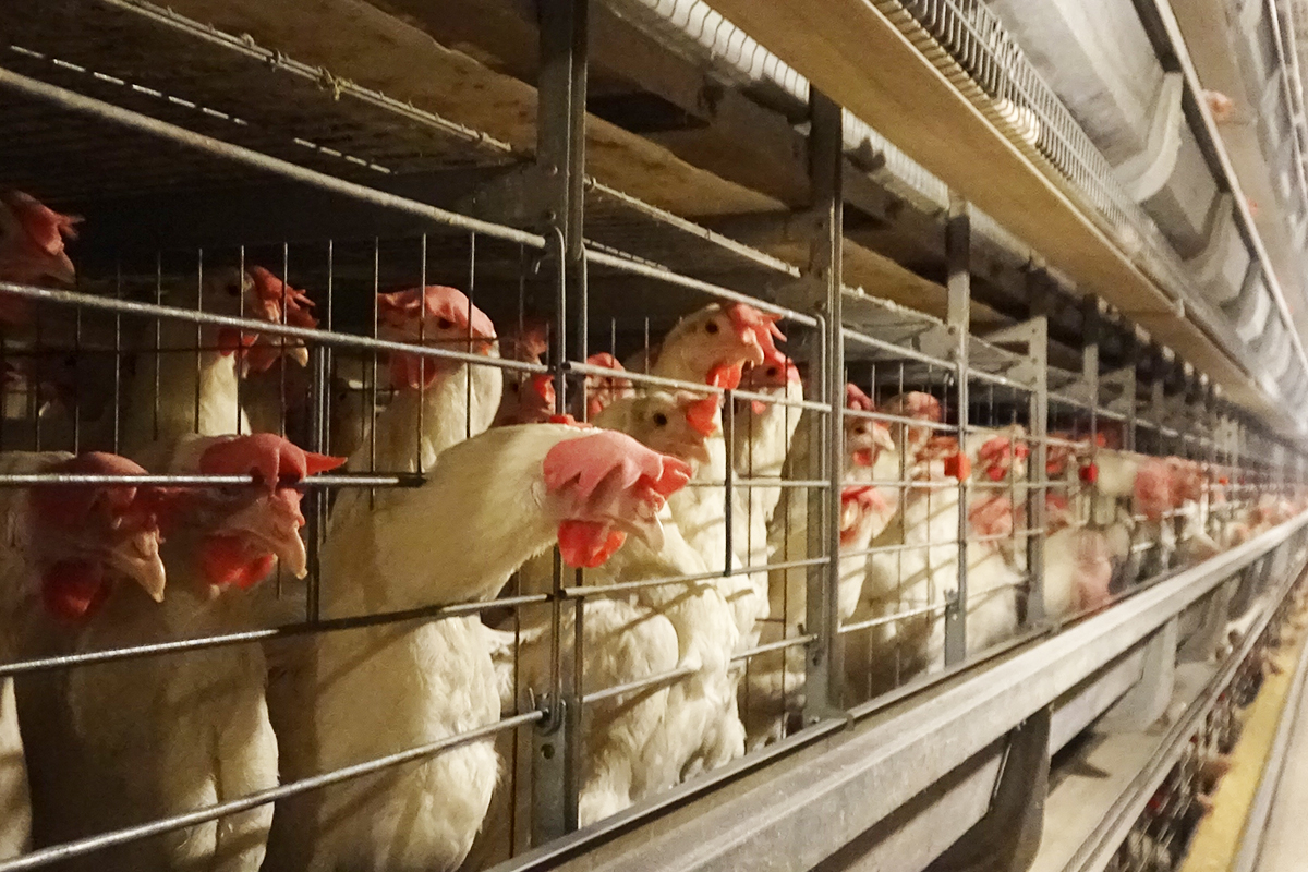 LAYER CHICKEN CAGE