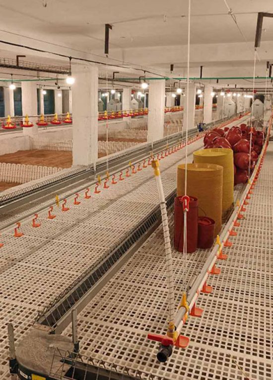 5 Breeding Chicken Flooring System