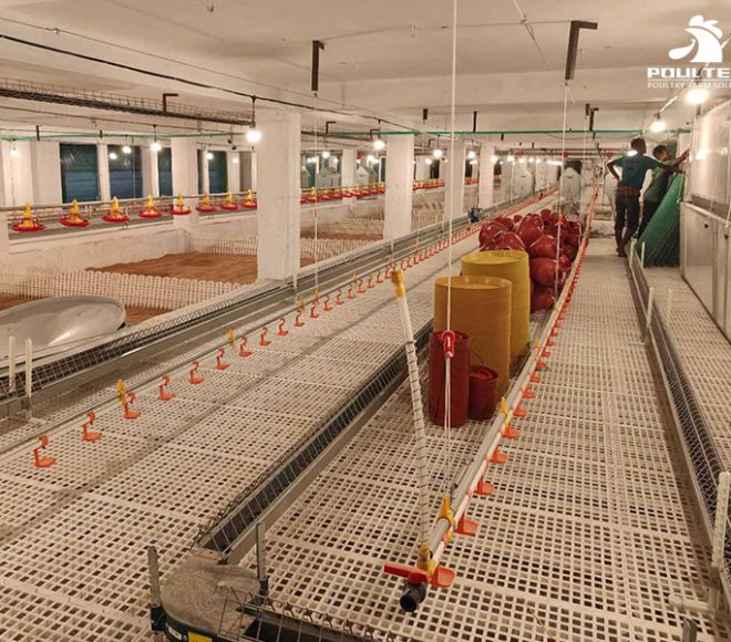 Breeding Chicken Flooring System