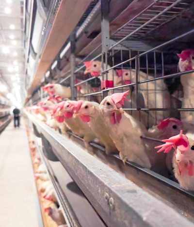Five Stages of Chickens Catching a Cold
