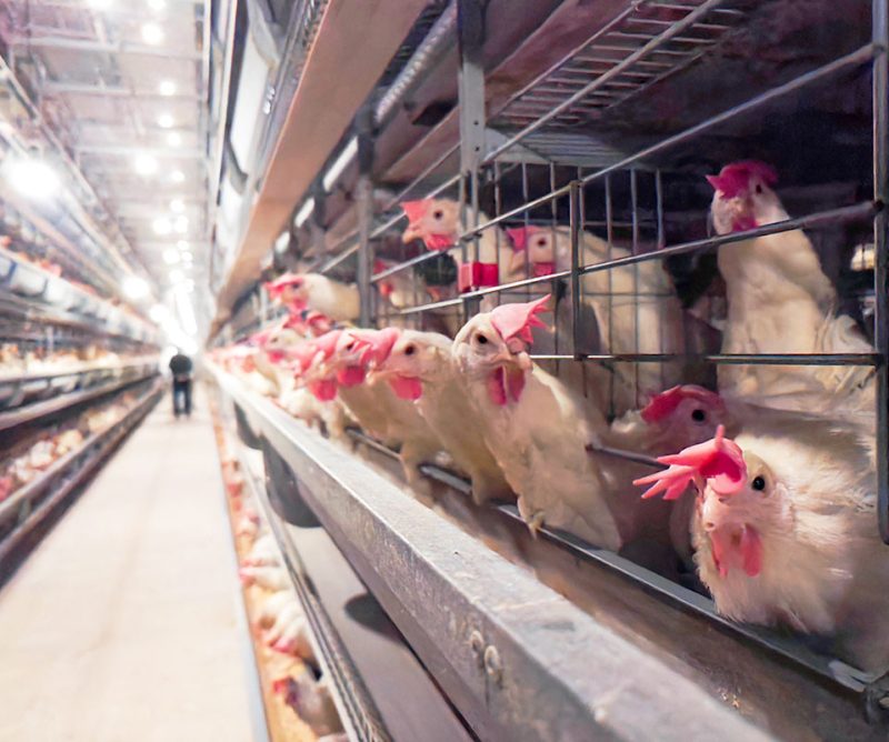 LAYER HEN CAGE SYSTEM