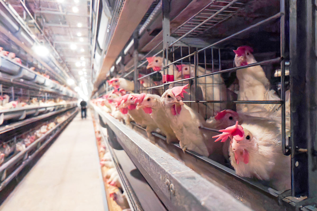 LAYER HEN CAGE SYSTEM
