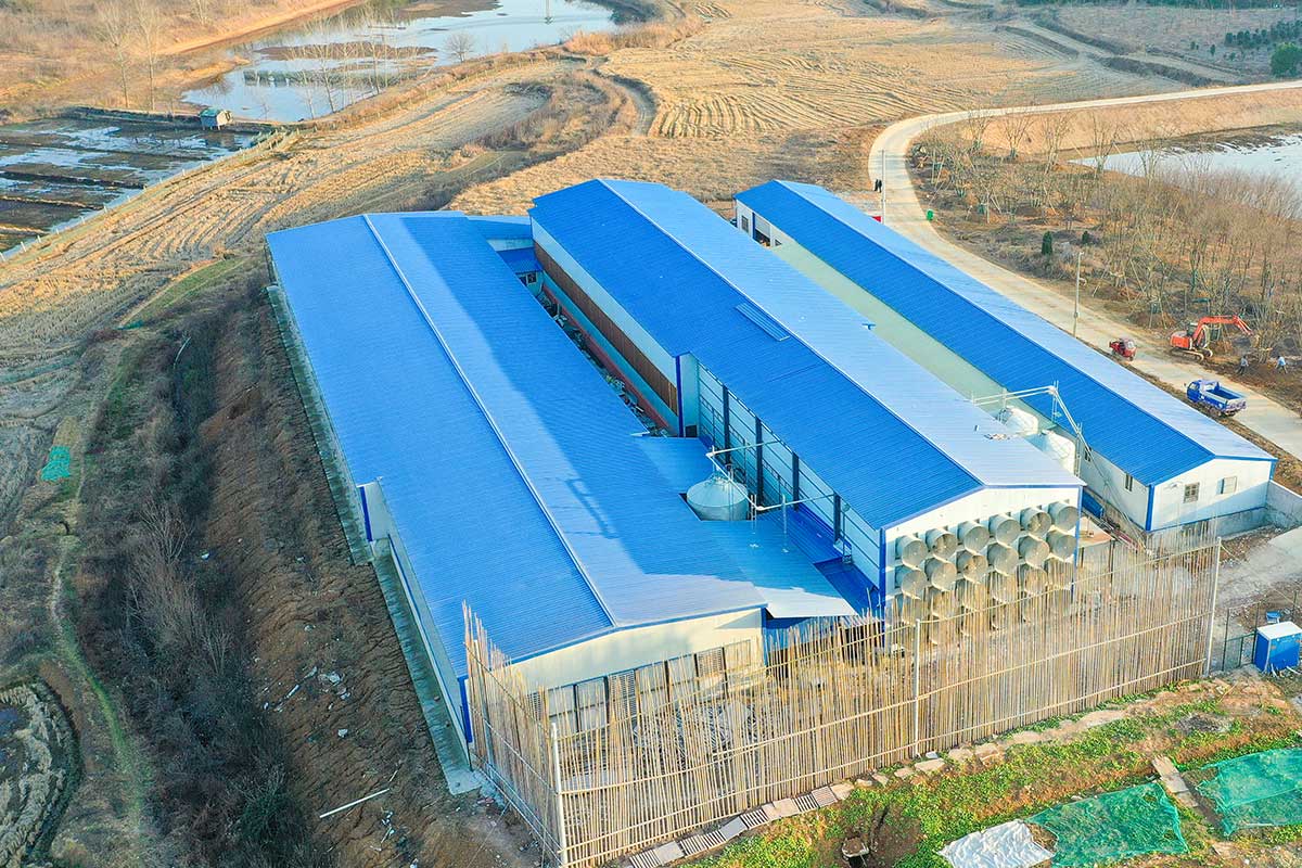 large-scale broiler farm