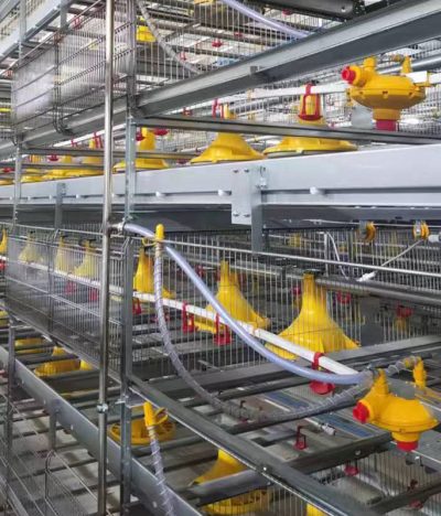 Core Methodology of Broiler Growth and Environmental Control